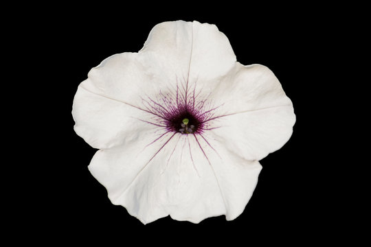 White petunia closeup on a black background.