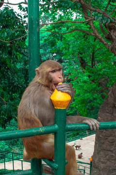 Monkey sitting on railing