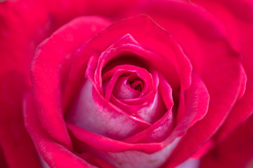 Large red close-up background rose