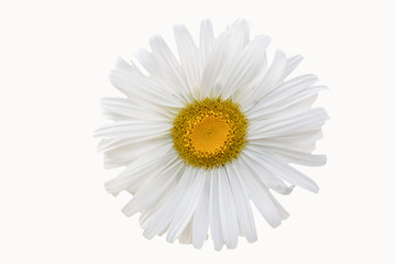 Chamomile flower on a white background close-up.