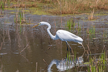 Great Egret Hunting in a Marshland