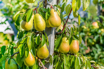 pear tree with ripe yellow fruits in the fall in the sun. Industrial garden, background