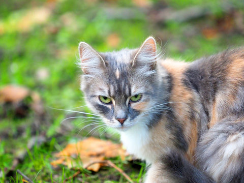 Portrait of a beautiful colorful cat in autumn park