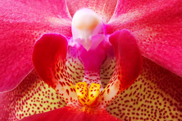 detail of red orchidea © jonnysek