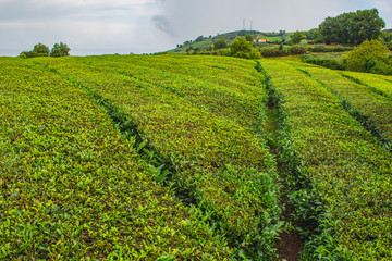Fototapeta na wymiar Cha Gorreana tea plantation on the island of Sao Miguel, Azores, Portugal