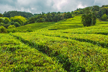 Fototapeta na wymiar Cha Gorreana tea plantation on the island of Sao Miguel, Azores, Portugal