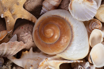 Background seashells. Sea shells of various sizes and textures