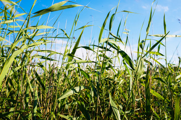 Obraz premium grass and blue sky