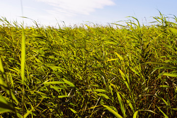 green grass and blue sky