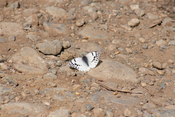 butterfly on earth, butterfly on the road