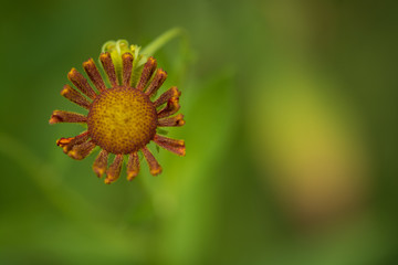 Makrofotografia pięknego kwiata z bokehowym tłem