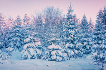Winter landscape with snow covered fir trees.