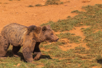 Brown bears enjoying in a green meadow