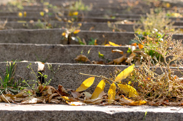 Yellow leaf on stairs. 