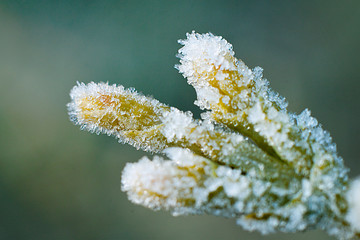 zweige nach einer kalten nacht