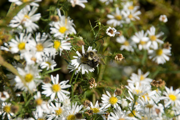 Abeja polinizando flores