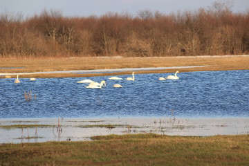 swans on the lake