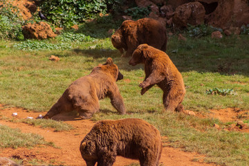 Brown bears enjoying in a green meadow