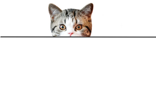 Funny cat face on a white background.Portrait of a Scottish Straight cat peeking from behind a banner, isolated on white background
