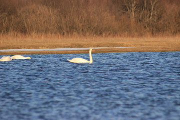 swans in the lake
