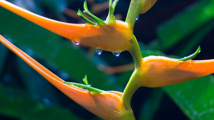 Gotas de agua en ave del paraiso