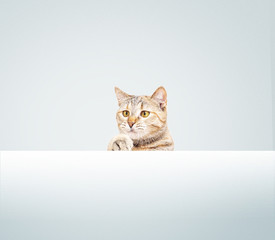 Curious cat peeking out from white wall, copy-space.