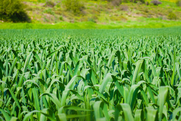 Green grass flush in spring