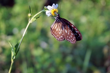 butterfly on flower