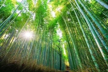 Foto op Canvas Uitzicht op het bamboebos op de berg Arashi in Kyoto, Japan. © Javen