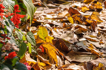 Red salvia in autumn and yellow fallen leaves.