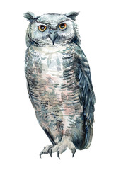 watercolor eagle owl, bird illustration is drawn on an isolated white background
