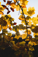 Fall Color in the Trees in the Midwest