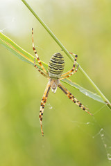 Wasp Spider (Argiope bruennichi) in the spider net in nature, blurred background.