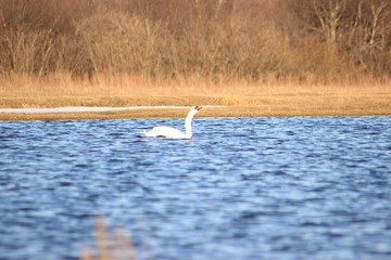 swan on lake