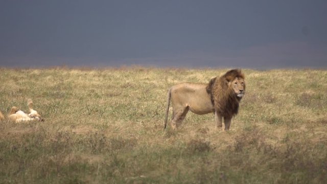 While Cubs Sleeping in Meadow Old Lion Watching Surroundings in African Savanna, 120fps Slow Motion