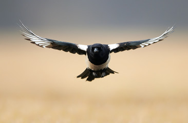 Magpie in flight (pica pica)