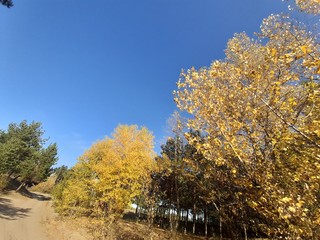 Obraz premium tree in autumn