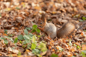 Squirrel in the autumn forest