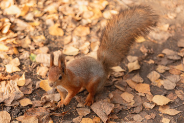 Squirrel in the autumn forest