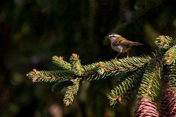 Common firecrest (Regulus ignicapilla)