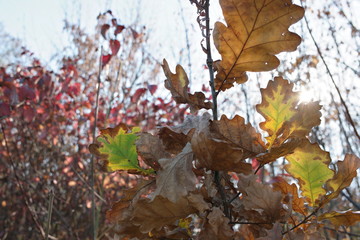 autumn foliage in the sunlight