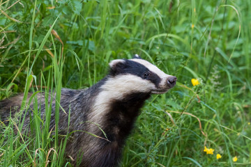 Fototapeta premium European badger (Meles meles)