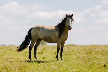 Obraz premium Cavalos