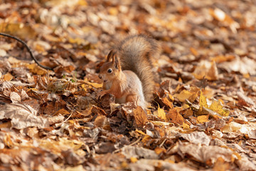 Squirrel in the autumn forest