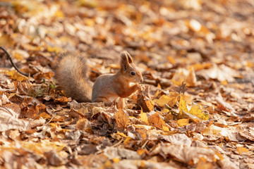 Squirrel in the autumn forest