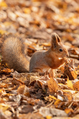 Naklejka na ściany i meble Squirrel in the autumn forest
