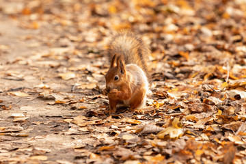 Squirrel in the autumn forest