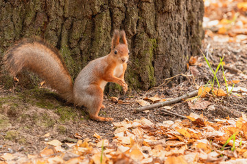 Squirrel in the autumn forest