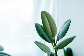 Obraz premium Close up of Ficus Elastica plant on light background