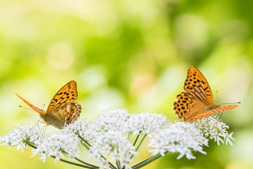 Butterfly spring magic